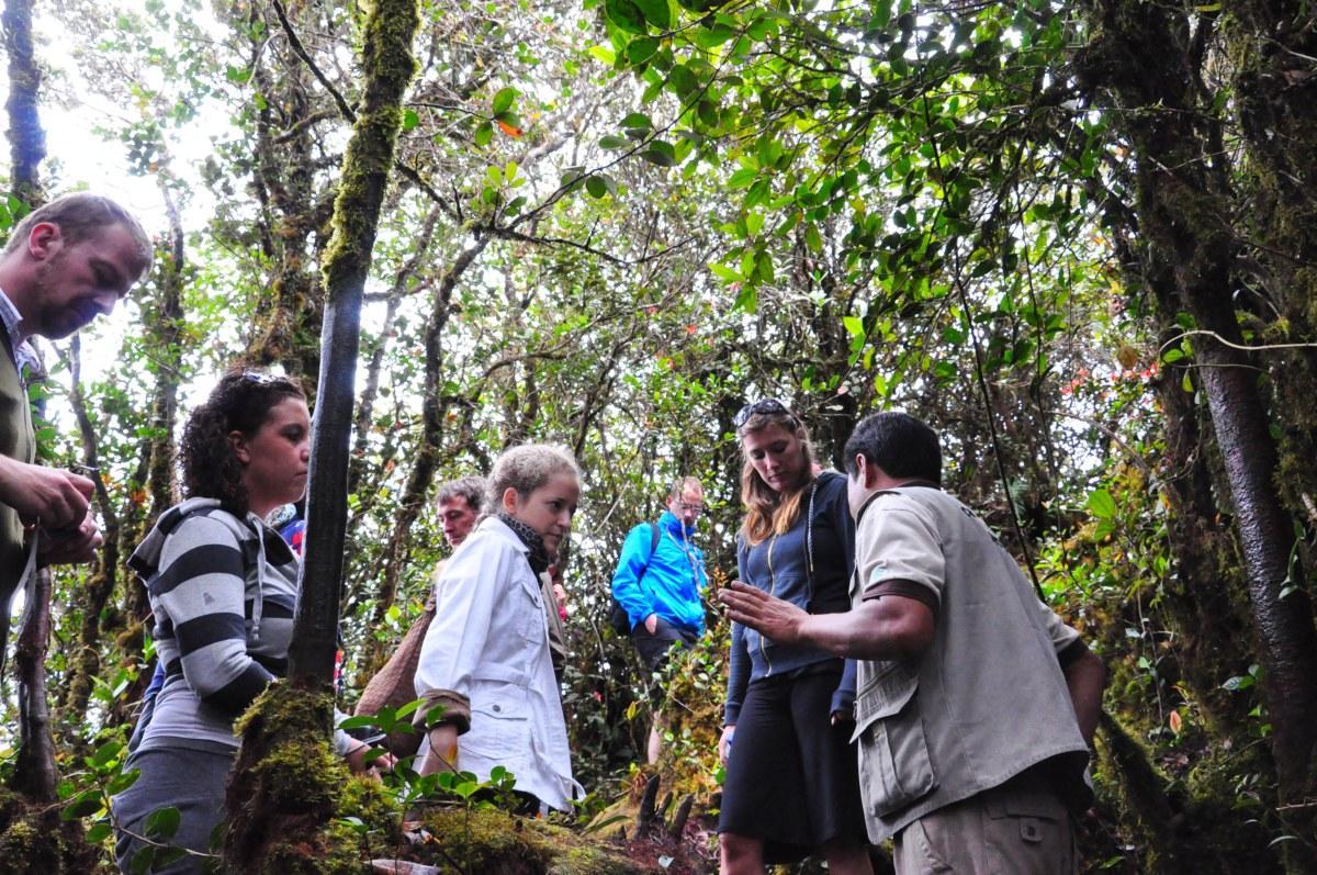 cameron highland forest walking