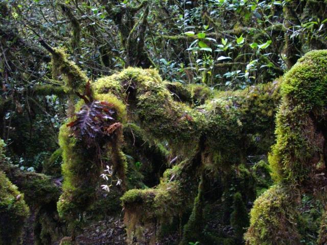colonies of moss