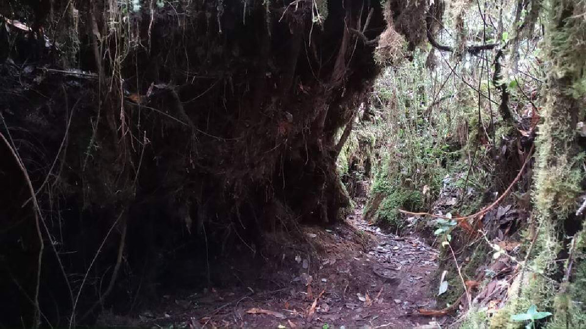 coral hill to mossy forest