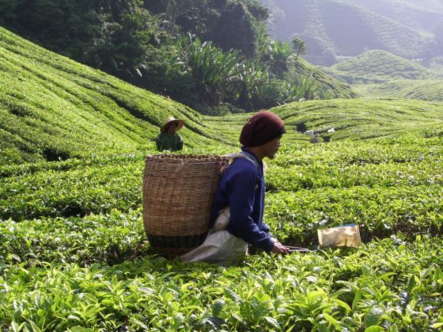 harvesting tea