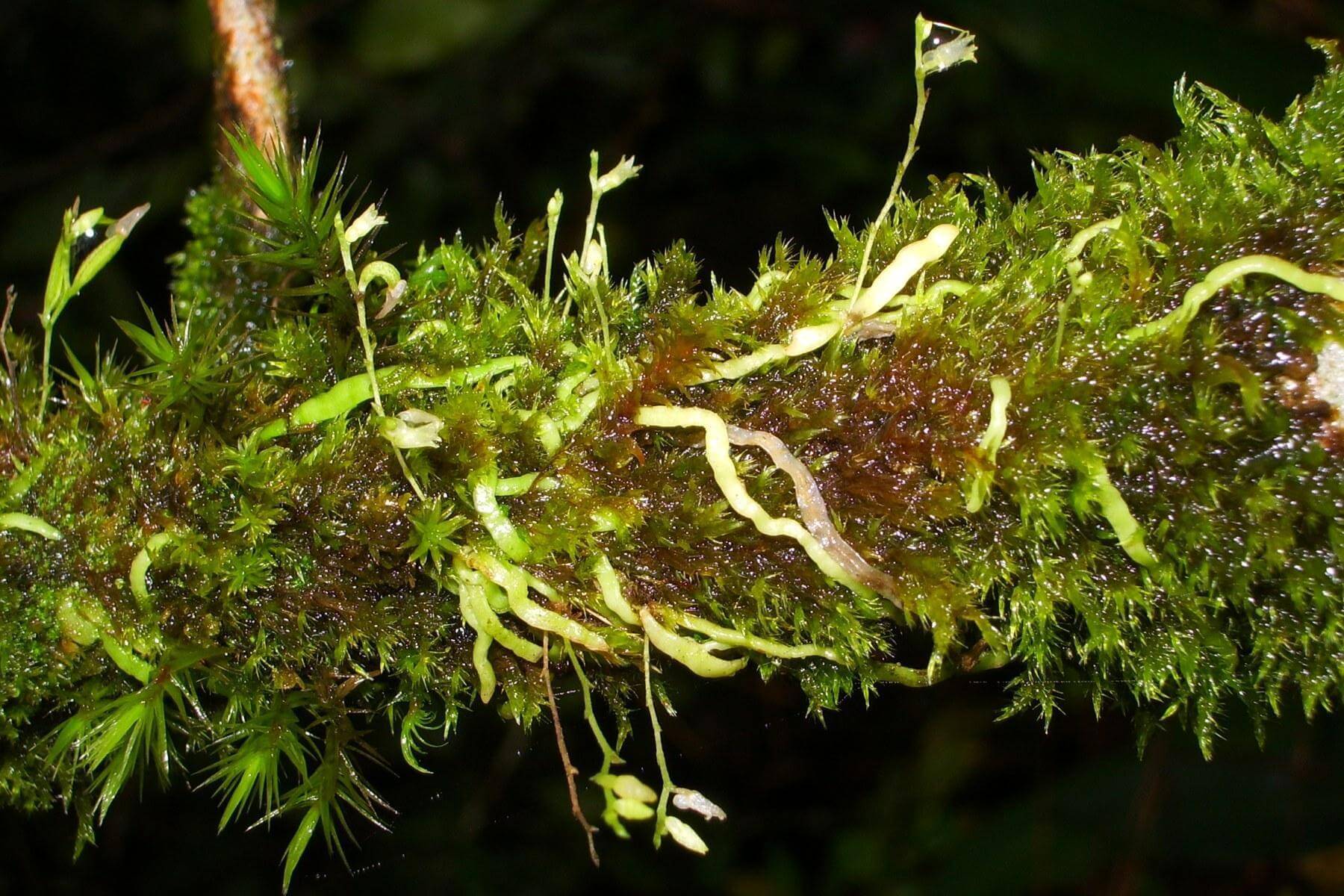 moss and orchid plants montane rainforest