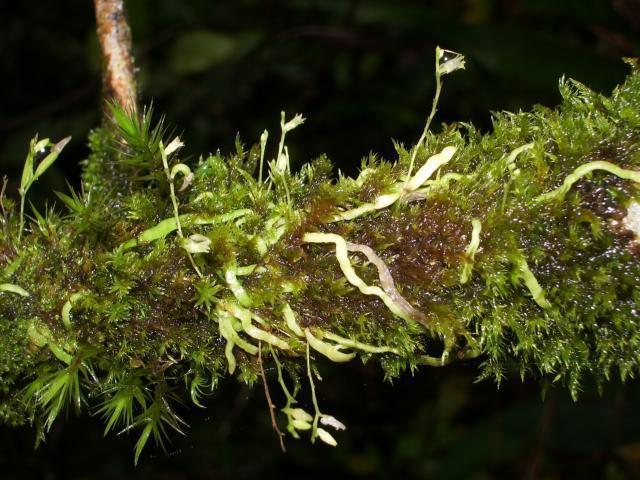 moss and orchid plants