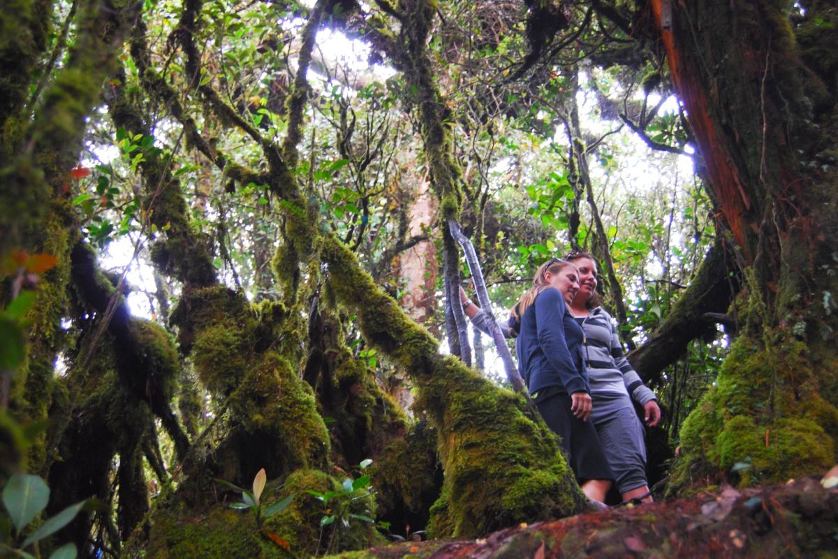 mossy forest hiking