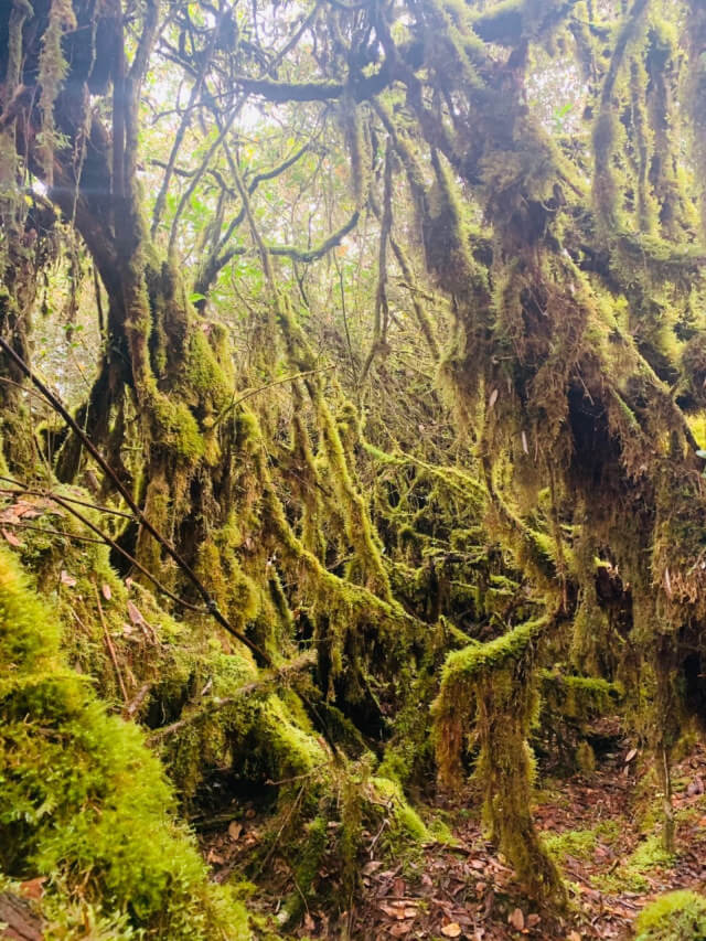 mossy forest mystery