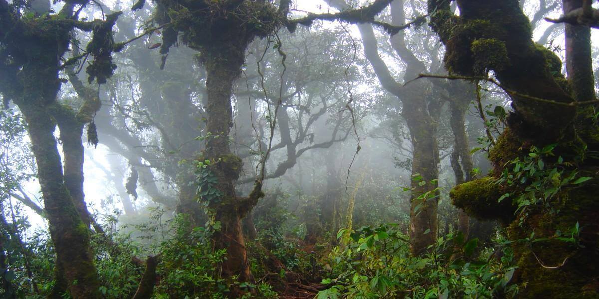 Mossy Rainforest In The Clouds