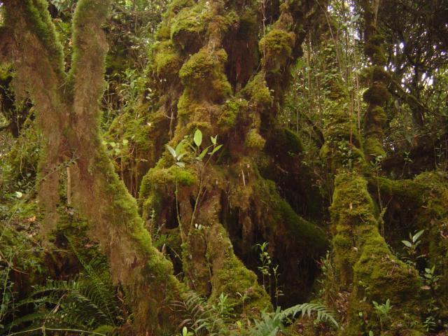 mossy forest