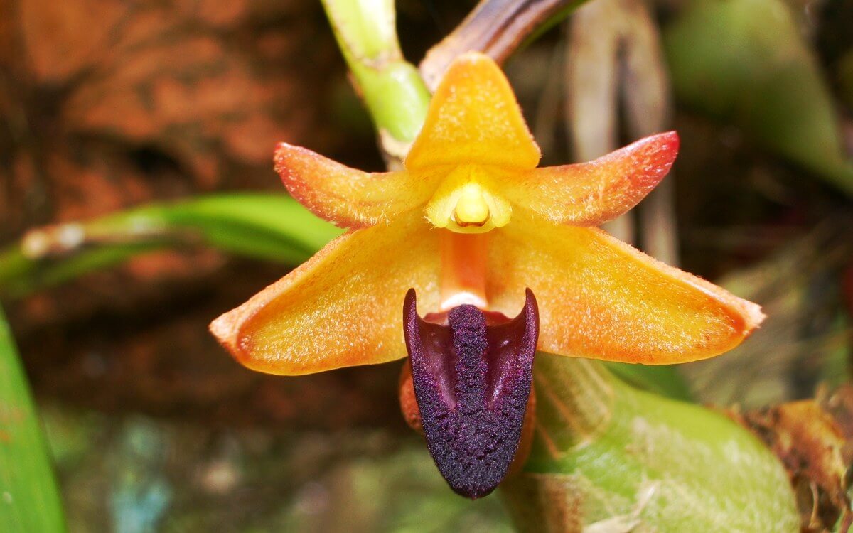 Orchid Gunung Brinchang