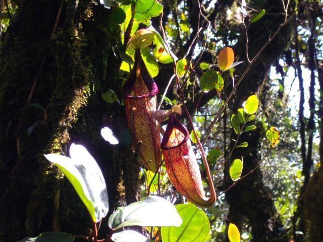 pitcher plant