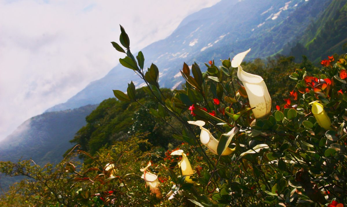 Pitcher Plants With A View On Gunung Brinchang