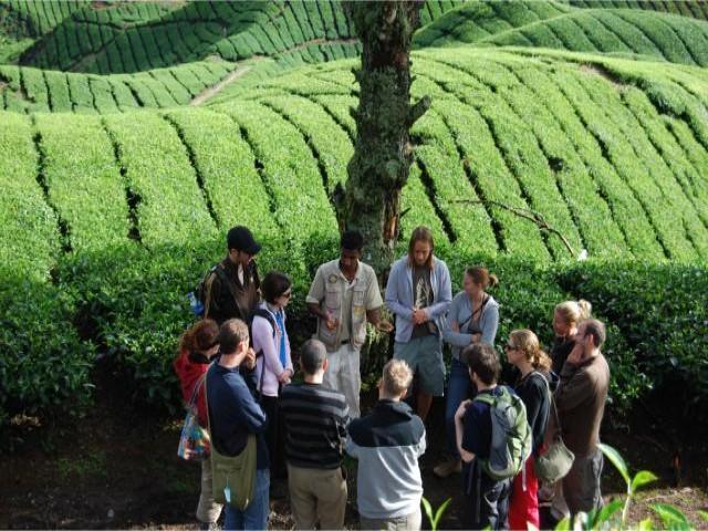 sharing tea knowledge