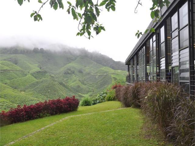 tea centre