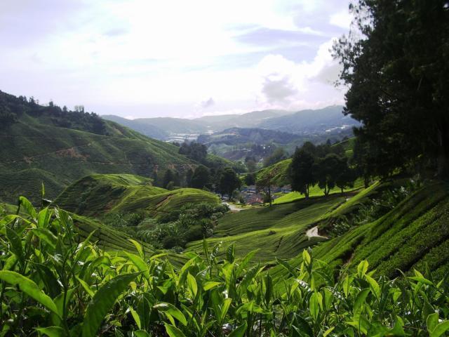 tea plantation terrace