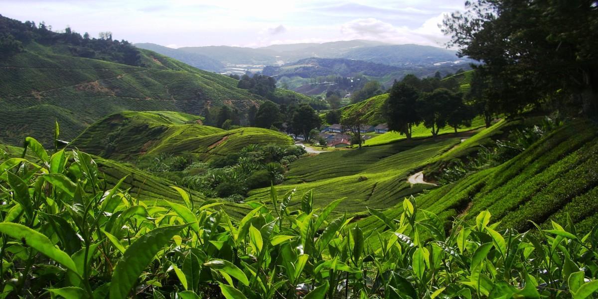 Tea Plantation Tour
