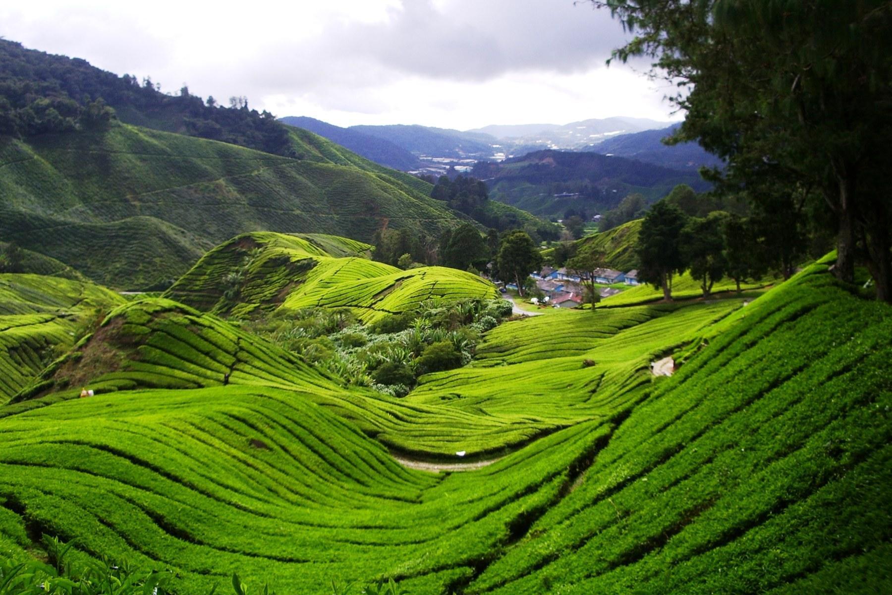 tea plantation view