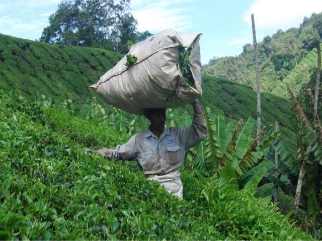 tea plantation worker