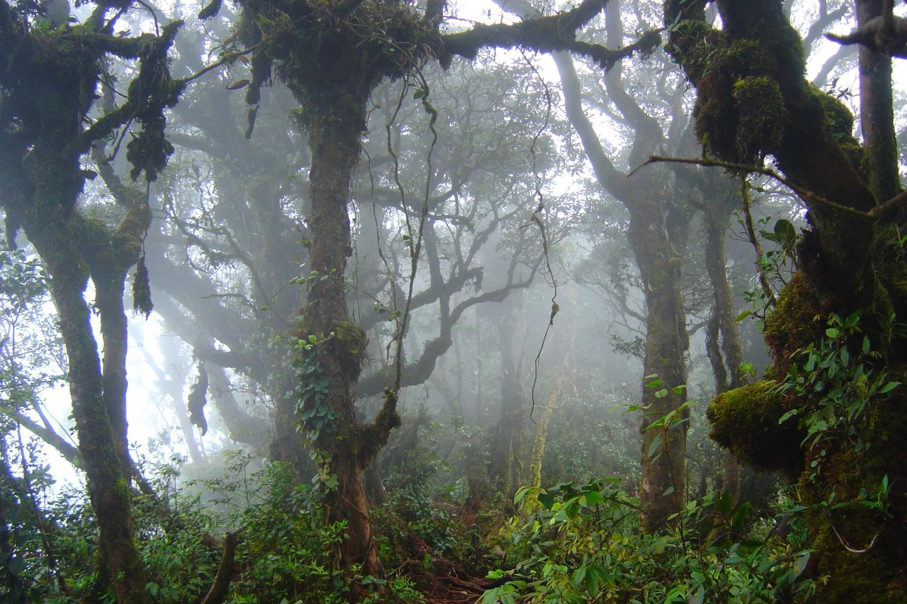 Mossy Forest Of Gunung Brinchang