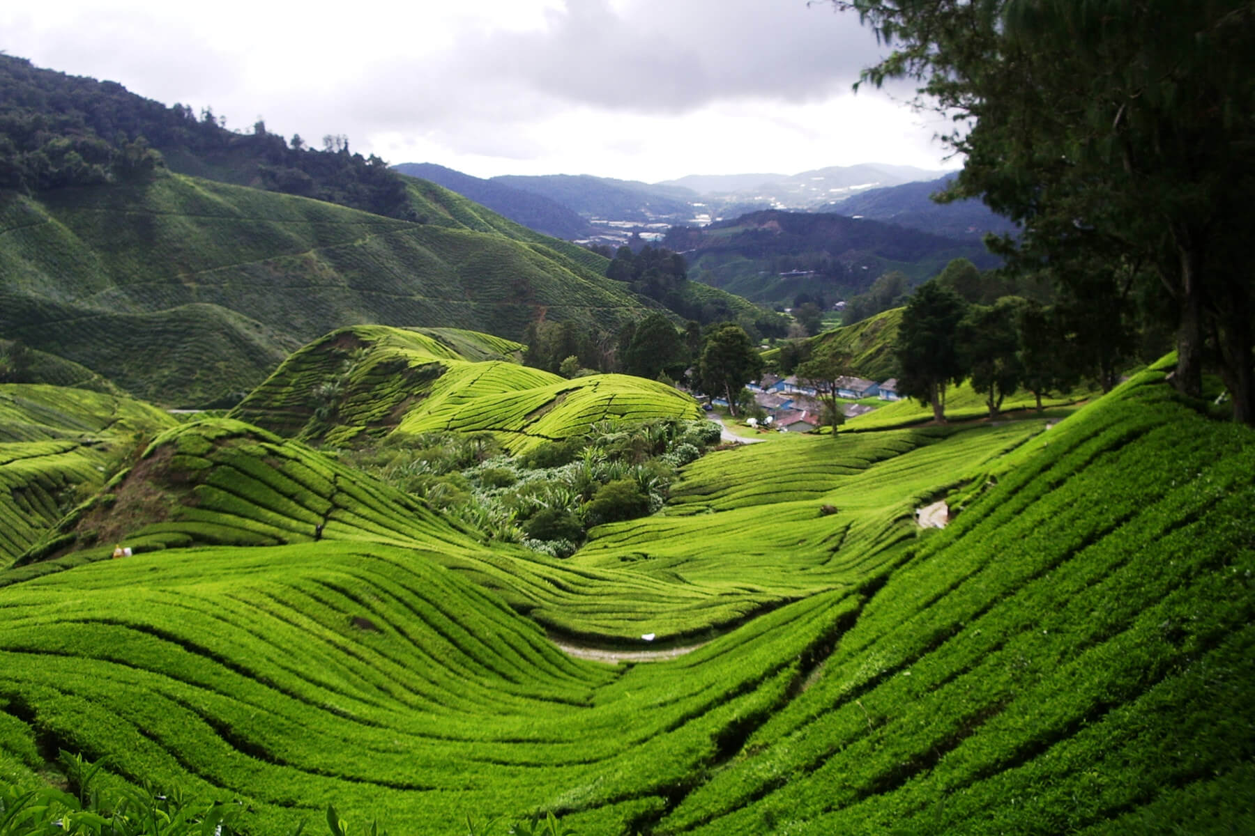 the rolling hills of Cameron tea plantations
